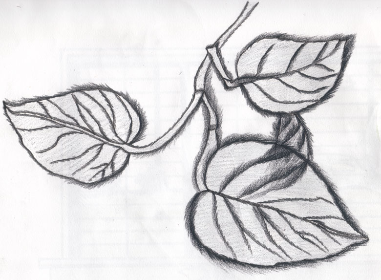 Sketch Of Leaves